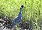 Yellow-crowned Night-Heron (26)