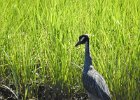Yellow-crowned Night-Heron (30)