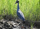 Yellow-crowned Night-Heron (31)