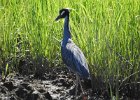 Yellow-crowned Night-Heron (32)