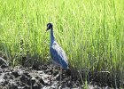 Yellow-crowned Night-Heron (34)