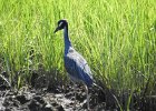Yellow-crowned Night-Heron (36)