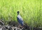 Yellow-crowned Night-Heron (37)