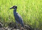 Yellow-crowned Night-Heron (4)