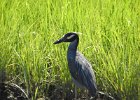 Yellow-crowned Night-Heron (41)