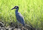 Yellow-crowned Night-Heron (42)