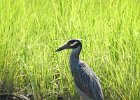 Yellow-crowned Night-Heron (43)