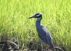 Yellow-crowned Night-Heron (45)