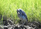 Yellow-crowned Night-Heron (46)
