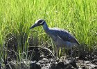 Yellow-crowned Night-Heron (47)
