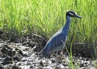 Yellow-crowned Night-Heron (50)