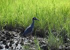 Yellow-crowned Night-Heron (51)