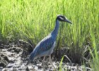 Yellow-crowned Night-Heron (52)
