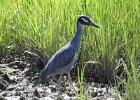 Yellow-crowned Night-Heron (53)