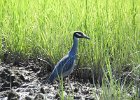 Yellow-crowned Night-Heron (54)