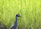 Yellow-crowned Night-Heron (55)
