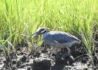 Yellow-crowned Night-Heron (6)