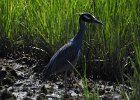 Yellow-crowned Night-Heron (8)