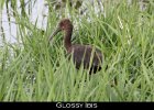 018 - 195 Glossy Ibis