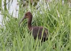 101Glossy Ibis