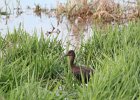 Glossy Ibis (1)