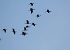 Glossy Ibis (10)