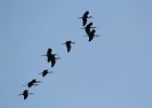 Glossy Ibis (11)