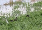 Glossy Ibis (3)