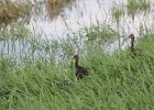 Glossy Ibis (4)