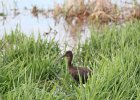 Glossy Ibis (5)