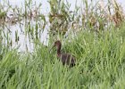 Glossy Ibis (7)