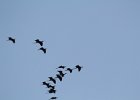 Glossy Ibis (9)