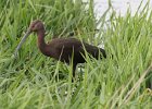 101White-faced Ibis