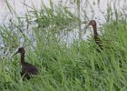 103White-faced and GlossyIbis