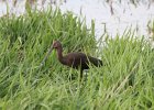 White-faced Ibis (1)