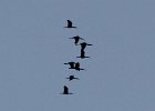 White-faced Ibis (15)