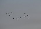 White-faced Ibis (18)