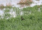 White-faced Ibis (20)