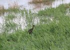 White-faced Ibis (24)