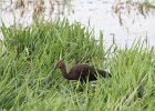White-faced Ibis (3)