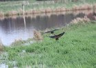 White-faced Ibis (31)