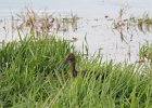 White-faced Ibis (35)
