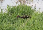 White-faced Ibis (36)