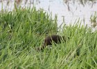 White-faced Ibis (37)