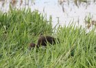 White-faced Ibis (38)