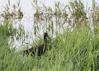 White-faced Ibis (4)
