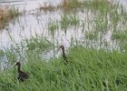 White-faced and Glossy Ibis (26)