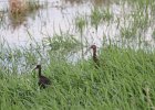 White-faced and Glossy Ibis (27)