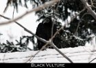 020 - 200 Black Vulture