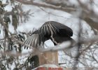 102Black Vulture